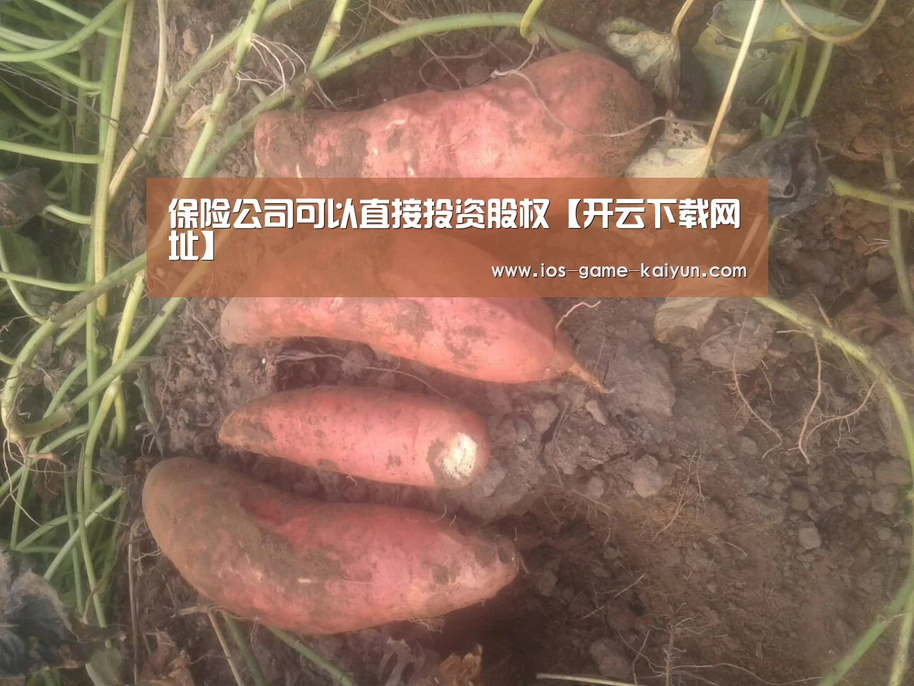 开云体育网站